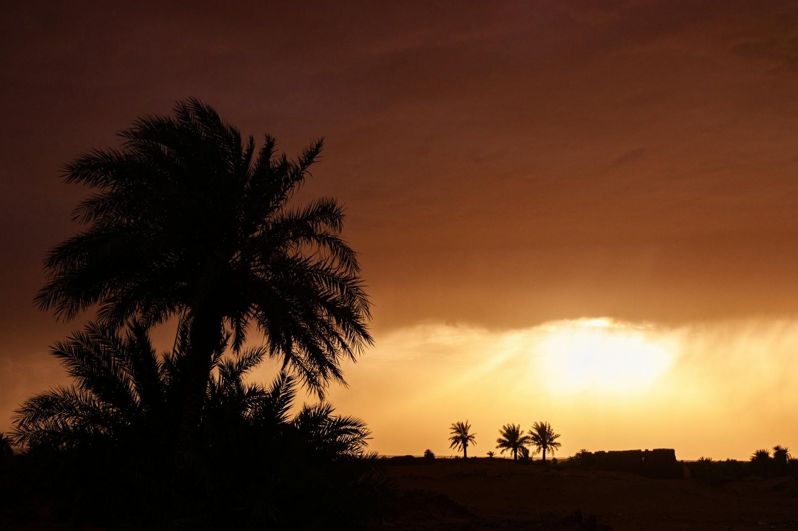 Silhouetted palm trees create a dramatic scene at sunset in the desert.